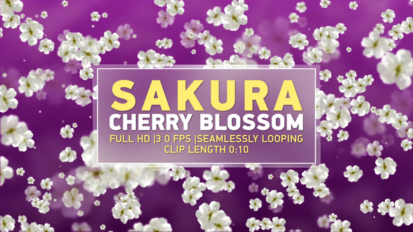 Sakura Cherry Blossom 1