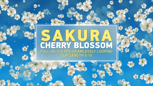 Sakura Cherry Blossom 2