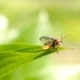 The Soldier Beetle Takes Off From a Green Leaf - VideoHive Item for Sale
