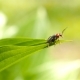 The Soldier Beetle Sits on a Green Leaf - VideoHive Item for Sale