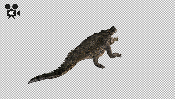 4K Crocodile - Alligator Attack - Back View alt