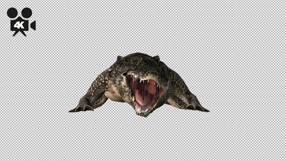 4K Crocodile - Alligator Attack - Front View alt