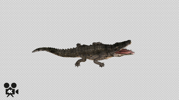 4K Crocodile - Alligator Rolling - Top View alt