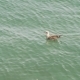 A White Seagull Is Swimming - VideoHive Item for Sale
