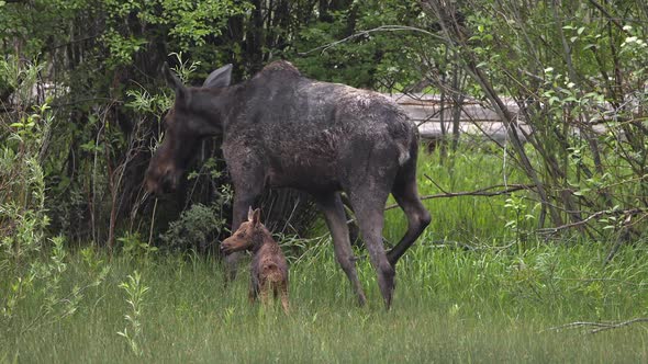 Moose with newborn calf in tall green grass as they walk into the brush