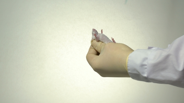 Scientist Holds a White Laboratory Mouse on His Arm