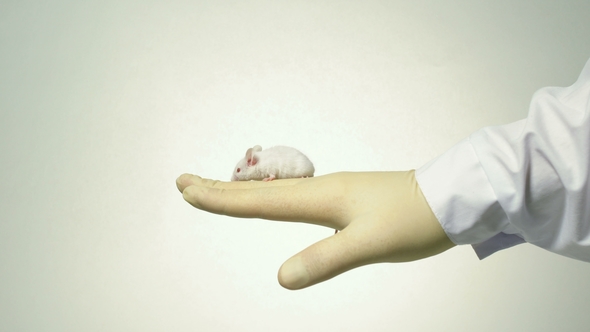 the Scientist Holds a White Laboratory Mouse on His Arm.