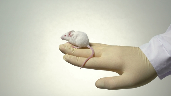 the Scientist Holds a White Laboratory Mouse on His Arm.