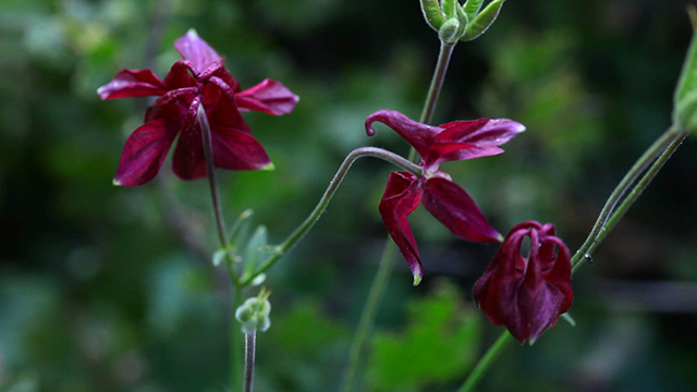 Aquilegia