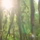 Mysterious Age-old Forest. Enchanted Trees - VideoHive Item for Sale