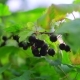 Bush with Blackcurrant Berries in the Garden - VideoHive Item for Sale