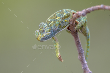 ) climbing on branch with blurred background