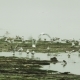 Black-Headed Gulls and Ducks in Winter Plumage - VideoHive Item for Sale