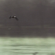 Black-Headed Gull Flying above the River - VideoHive Item for Sale