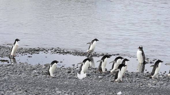 Adelie Penguins Walk Along Beach