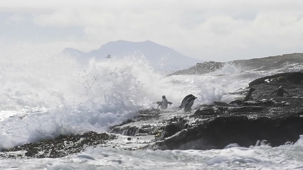 Rockhopper Penguins on Falkland Island