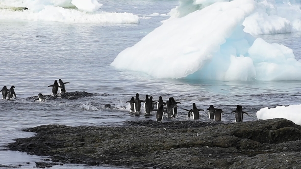 Adelie Penguins Walk Along Beach