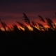 Wild Reeds Swaying in the Wind on the Lake During Sunset - VideoHive Item for Sale
