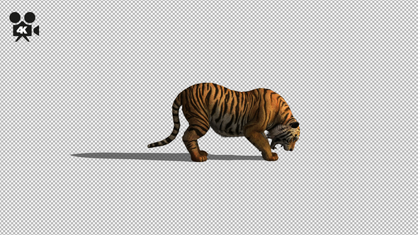 4K Tiger Eat alt