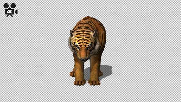 4K Tiger Eat Front View alt
