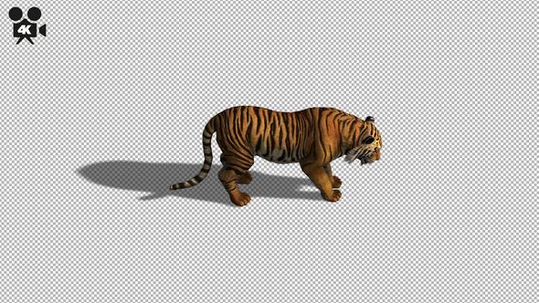 4K Tiger Eat Top View alt