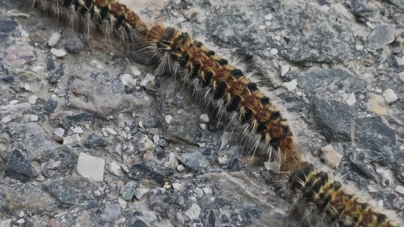 Toxic Caterpillars Cross Road in Procession