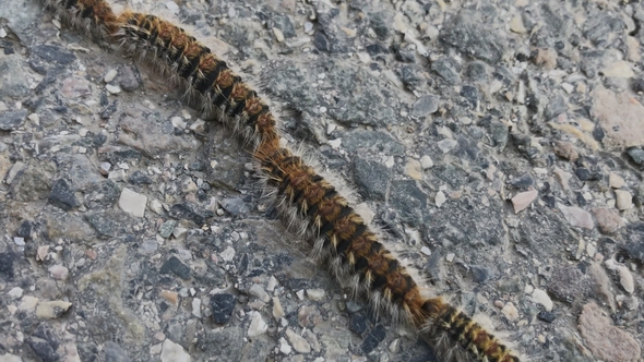 Toxic Caterpillars Cross Road in Procession