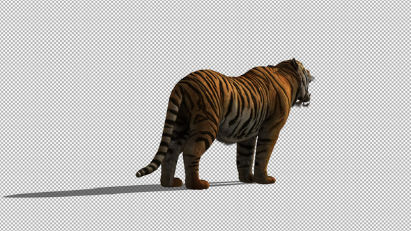 4K Tiger Howl Back View alt