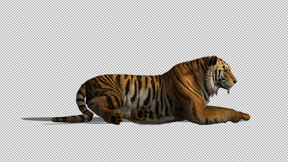 4K Tiger Sit Animation alt