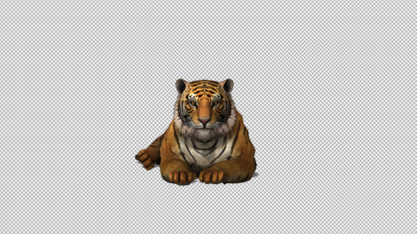 4K Tiger Sit Front View alt