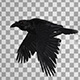 Realistic Raven Fly Loop - VideoHive Item for Sale