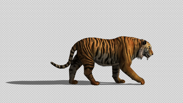 4K Tiger Walk alt