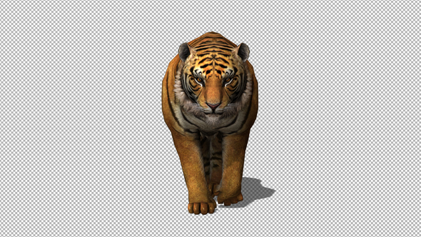 4K Tiger Walking alt