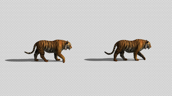 4K Tiger Walking Animation alt
