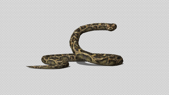 4K Snake Idle alt