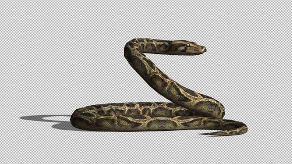 4K Snake Idle Side View alt