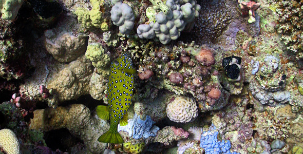 Bluetail Trunkfish Feeds On The Coral Reef