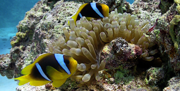 Clown Anemonefish In Coral Reef