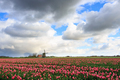 Clouds over a field with tulips and a windmill - PhotoDune Item for Sale