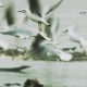 Black-Headed Gulls Taking Flight and Flying Away - VideoHive Item for Sale