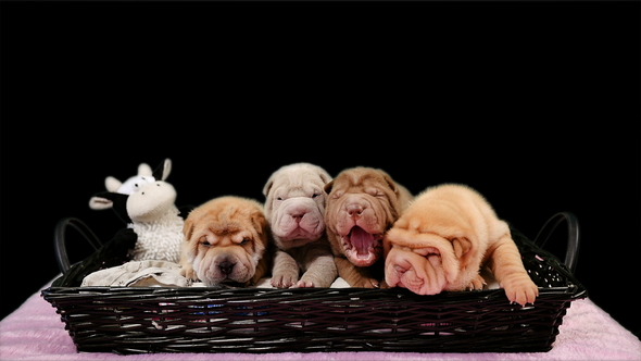 Four Newborn Shar Pei Dog Pups in a Basket