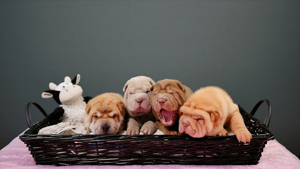 Four Newborn Shar Pei Dog Pups in a Basket