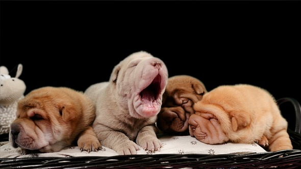 Four Newborn Shar Pei Dog Pups in a Basket