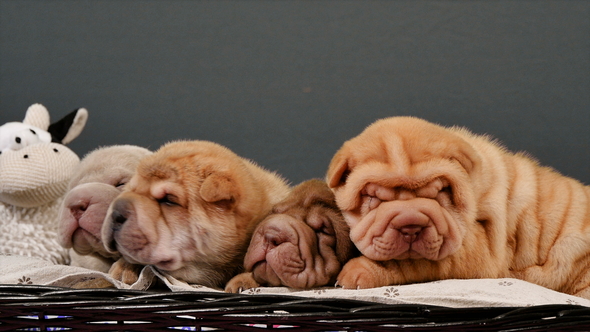 Four Newborn Shar Pei Dog Pups in a Basket