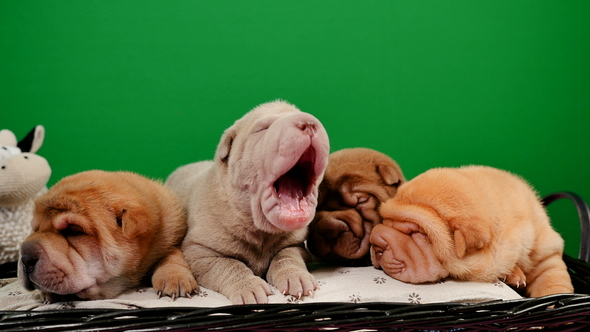 Four Newborn Shar Pei Dog Pups in a Basket Green Screen