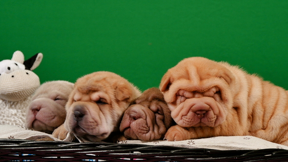 Four Newborn Shar Pei Dog Pups in a Basket Green Screen