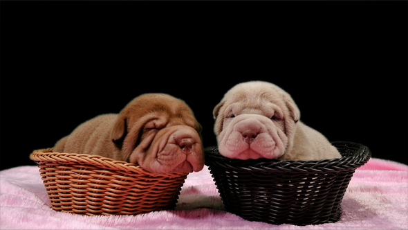 Two Newborn Shar Pei Dog Pups in a Basket