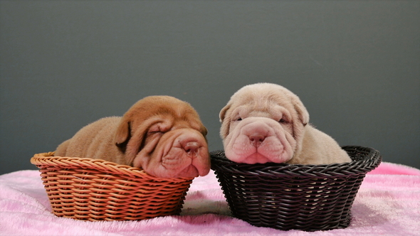 Two Newborn Shar Pei Dog Pups in a Basket