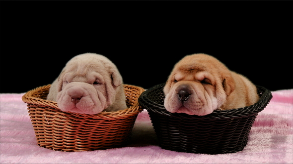 Two Newborn Shar Pei Dog Pups in a Basket