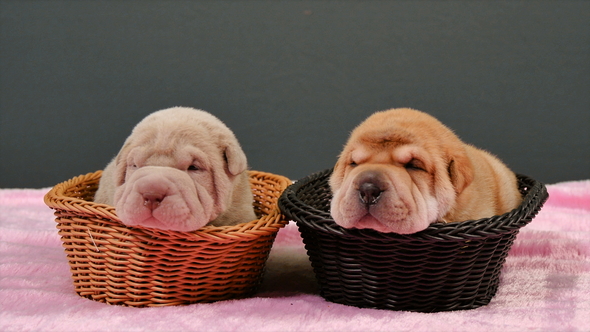 Two Newborn Shar Pei Dog Pups in a Basket